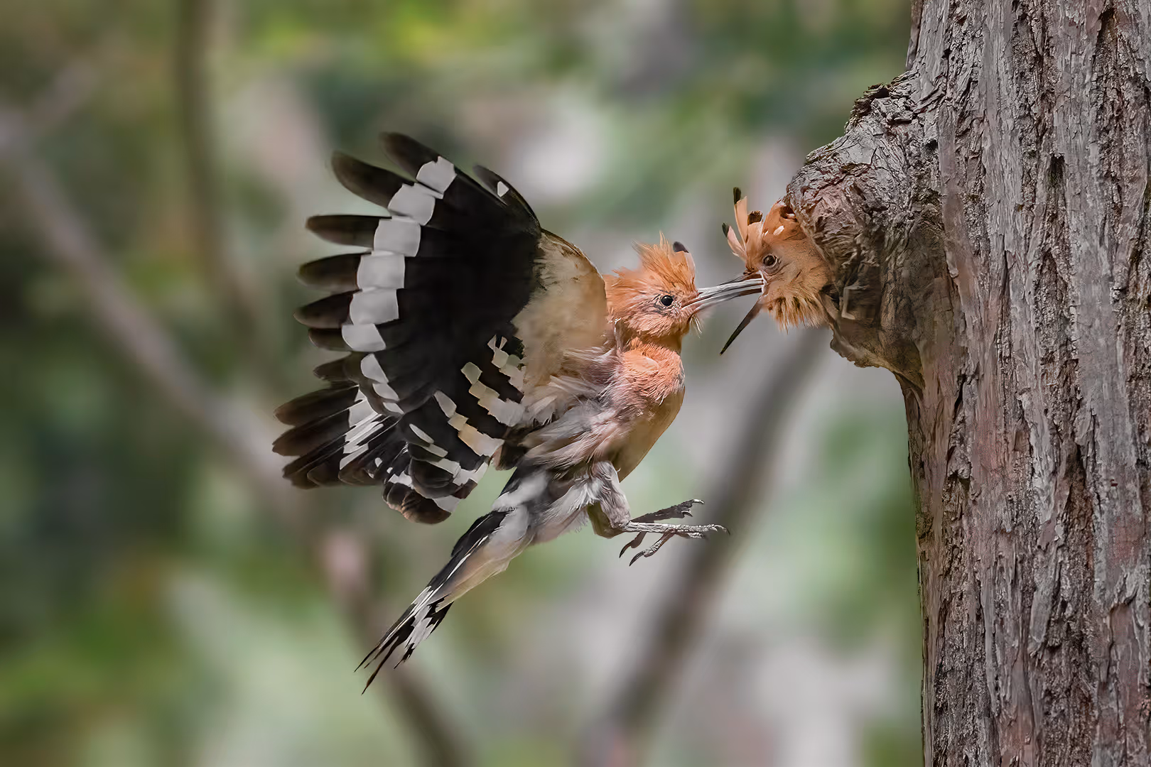 דוכיפת מאכילה גוזל בקן בתעופה