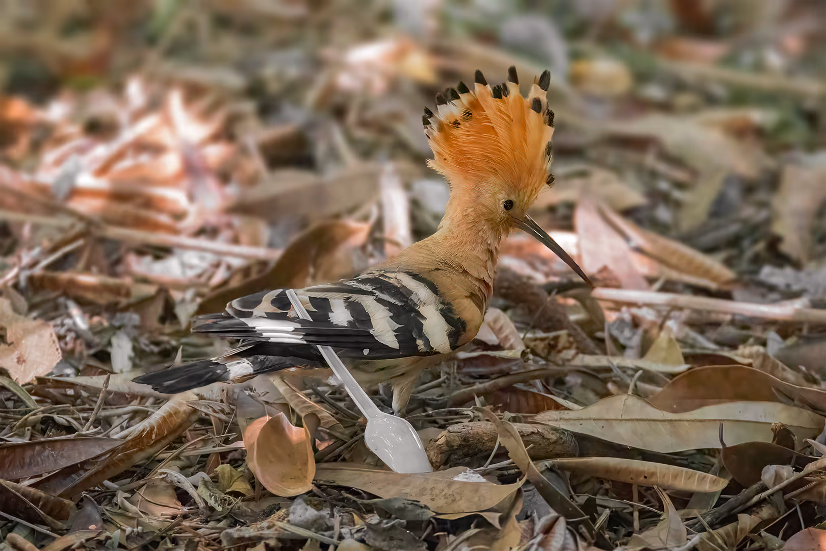 דוכיפת עם כף פלסטיק בכנף