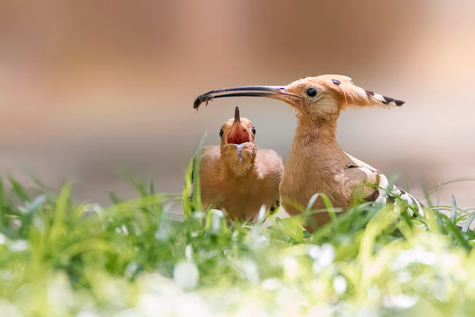 פרחון דוכיפת מבקש אוכל