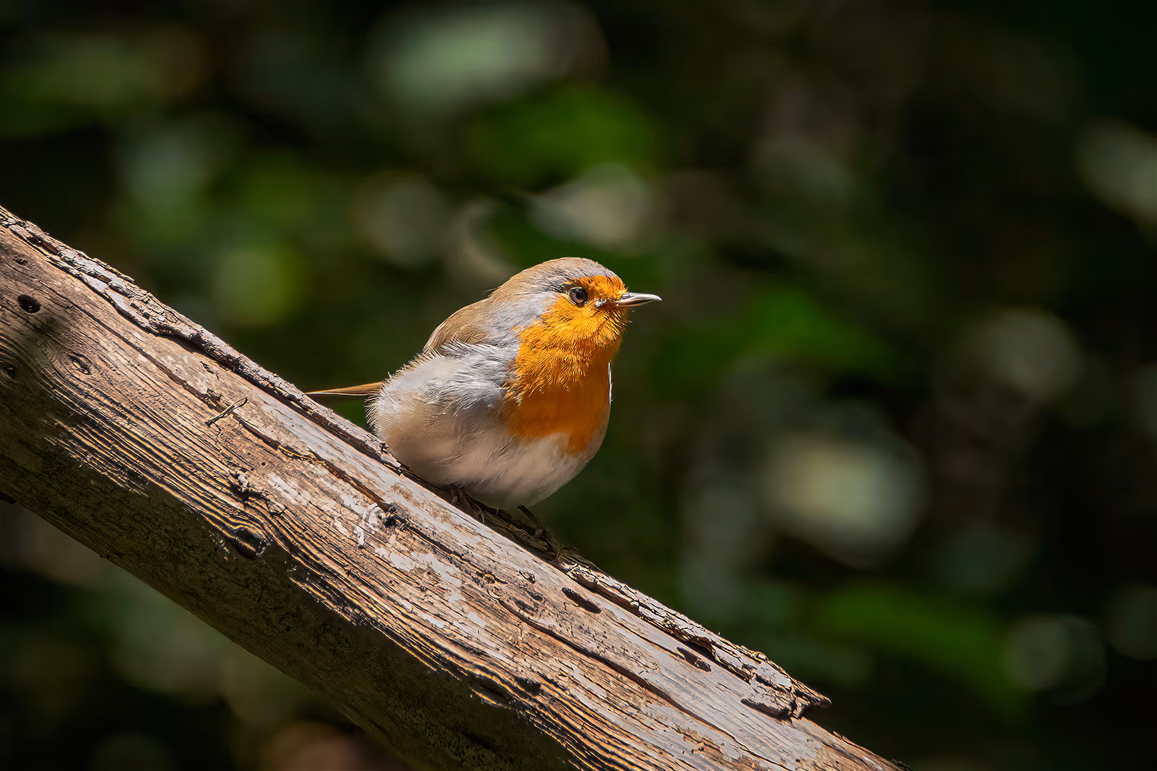 אדום חזה על ענף