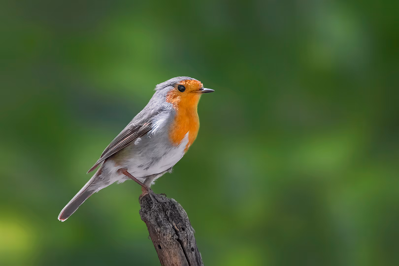 אדום חזה על מקל