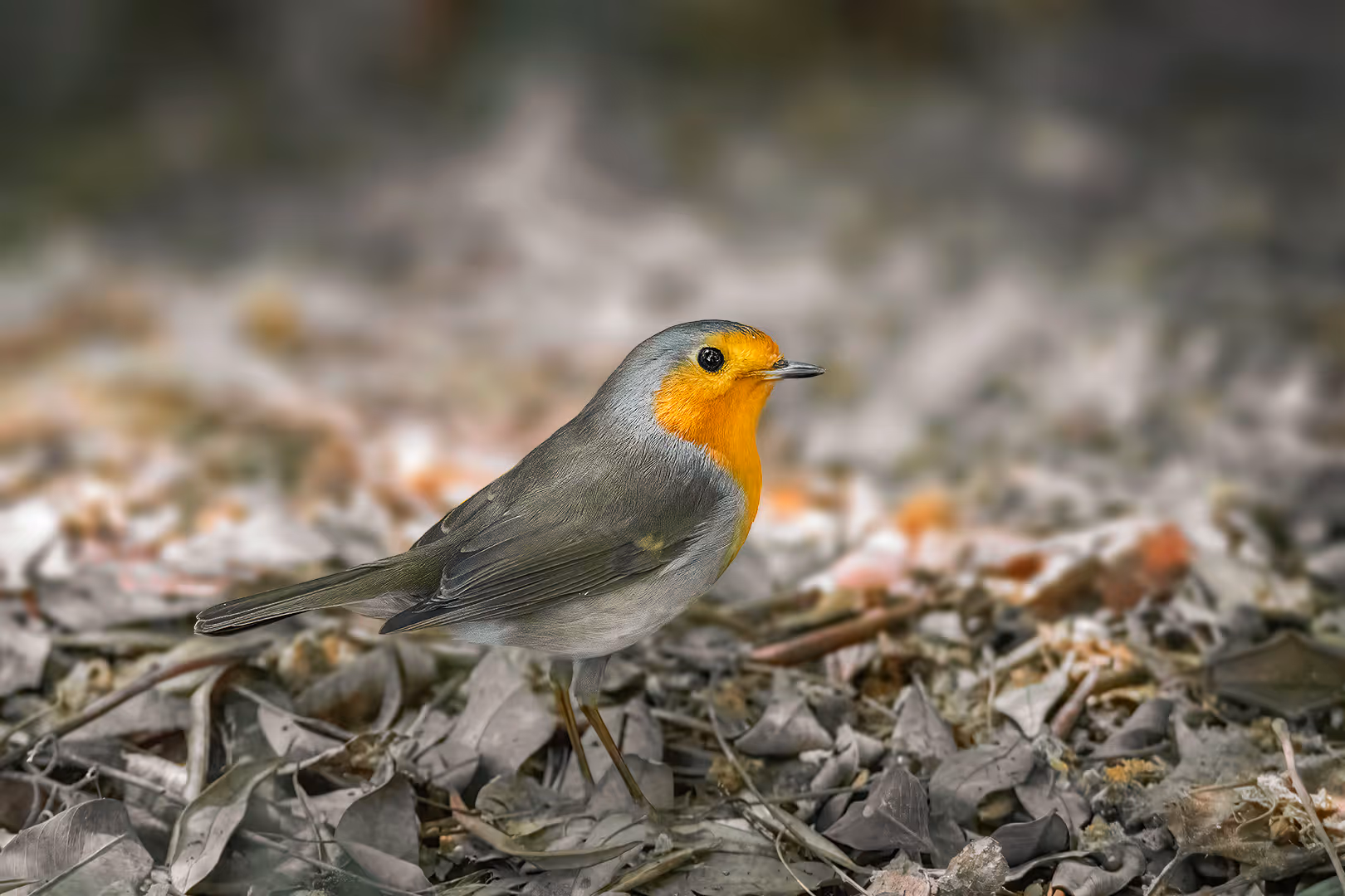 אדום חזה על הקרקע