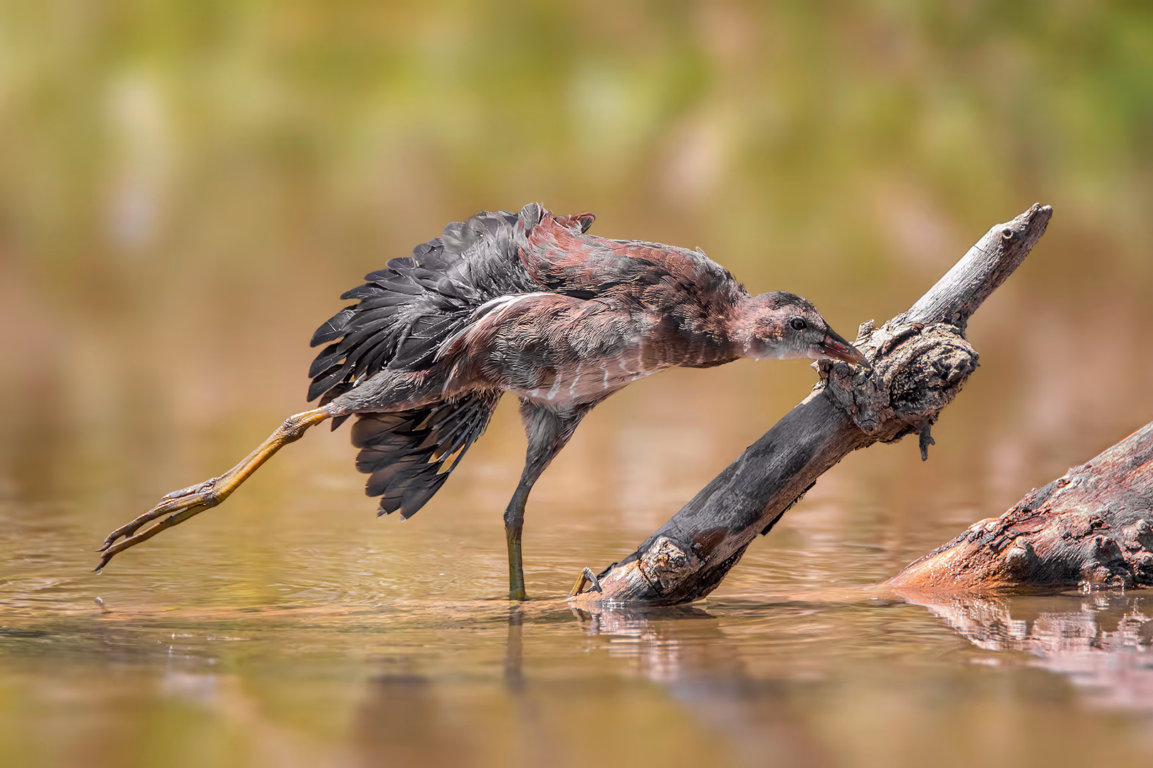 סופית מצויה מותחת רגל