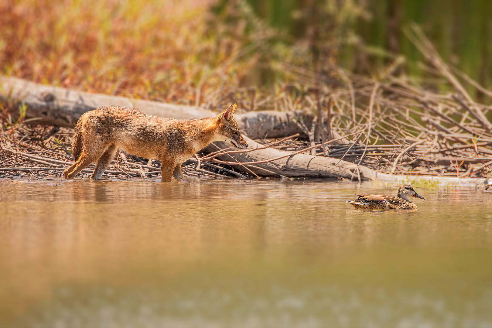 תן זהוב בוחן ברכייה