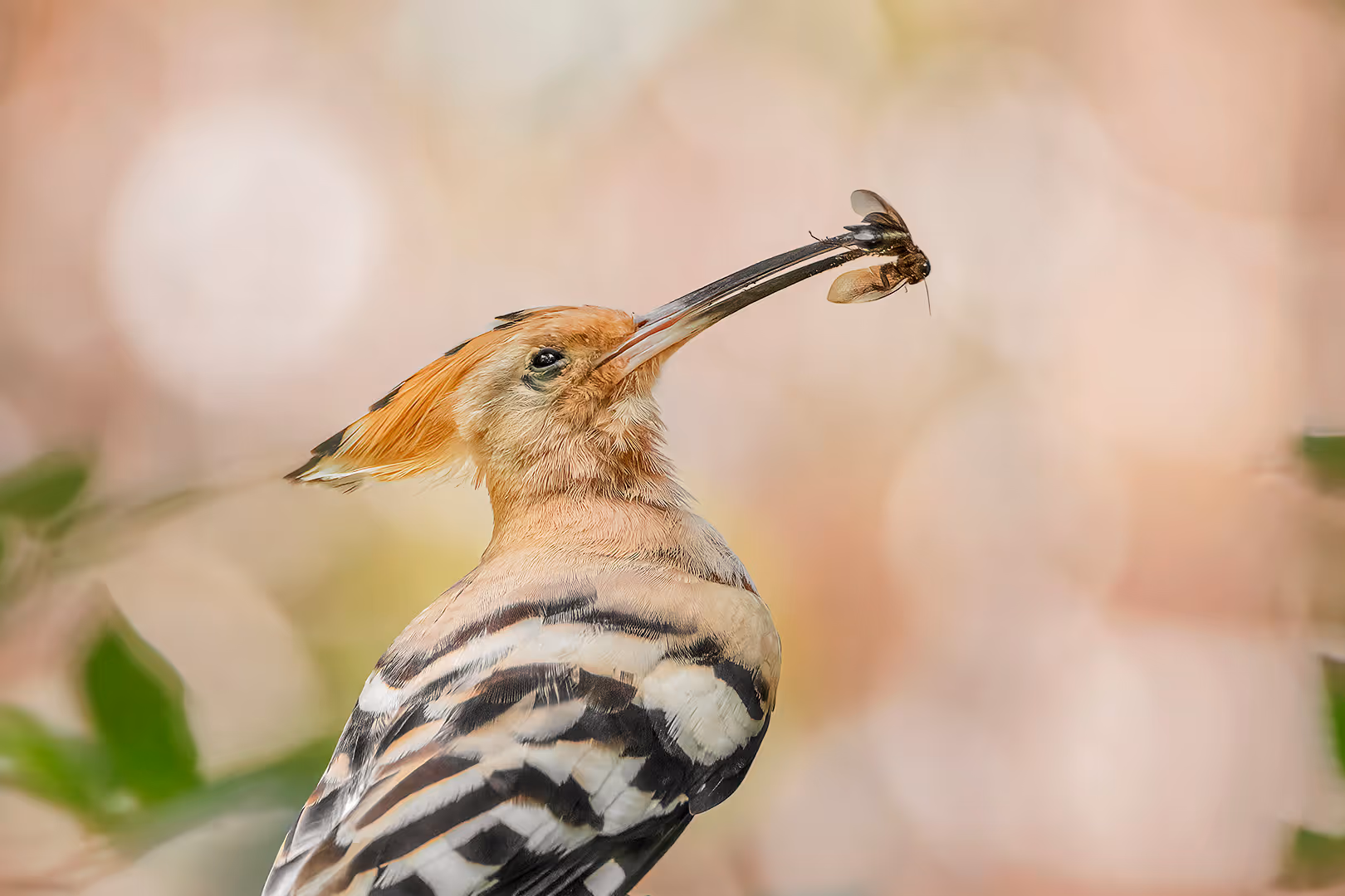 דוכיפת מחזיק חרק