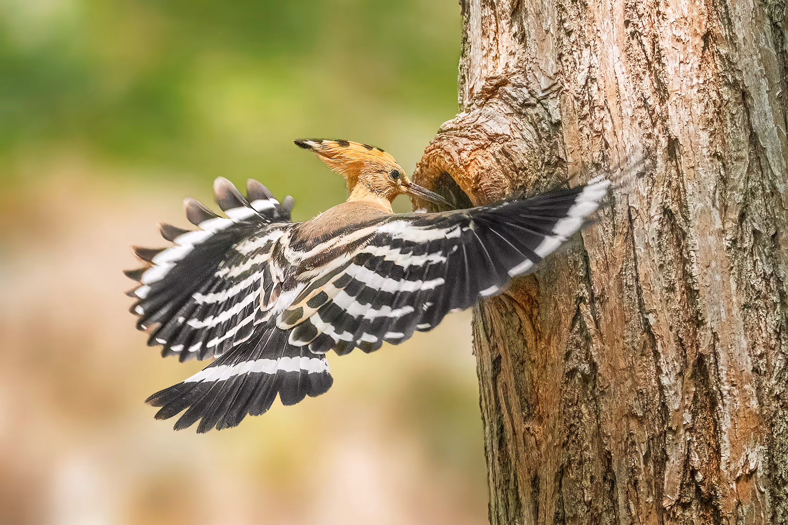 דוכיפת מביא אוכל לקן