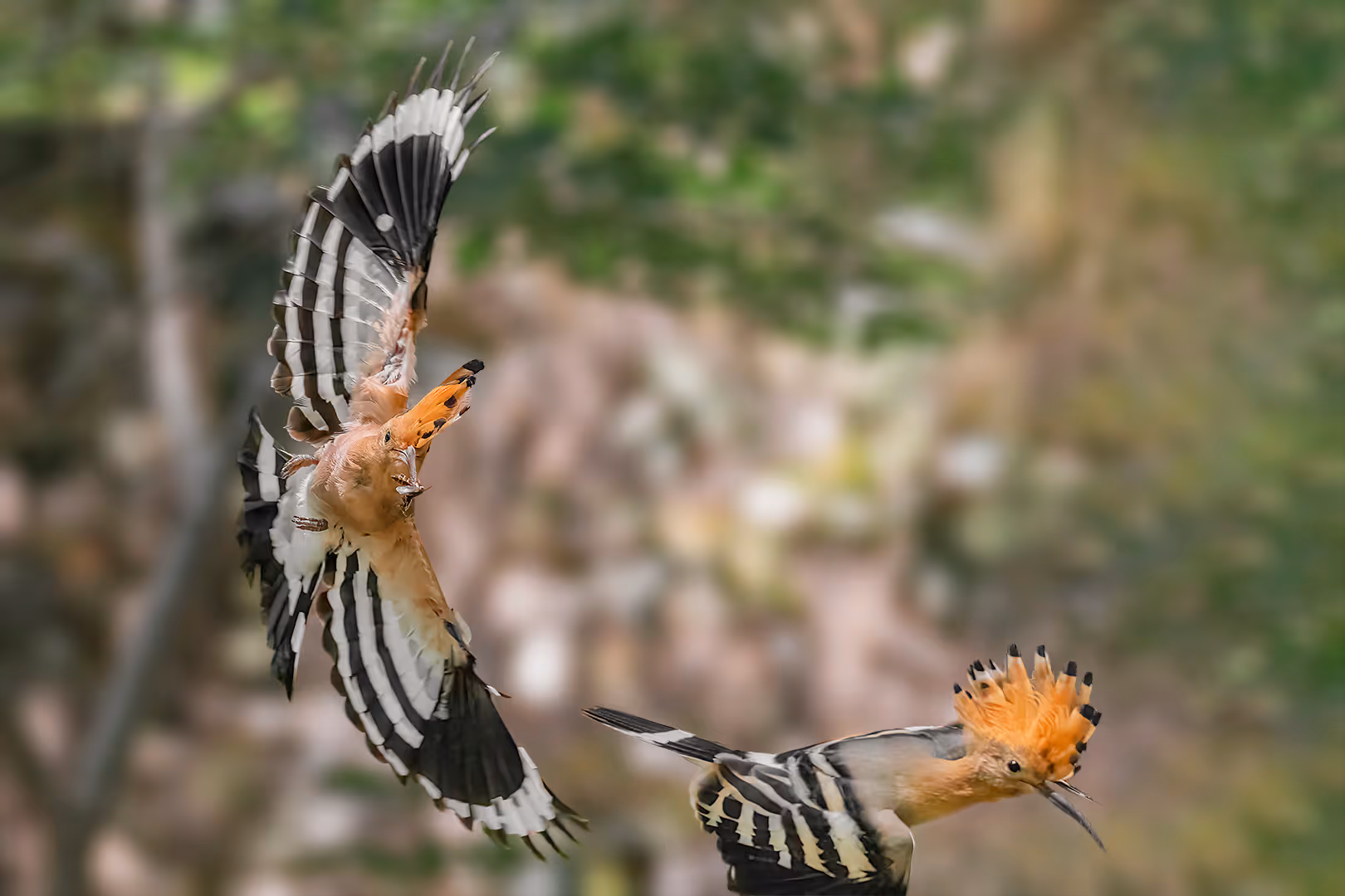 דוכיפת בתעופה עם חרק במקור 