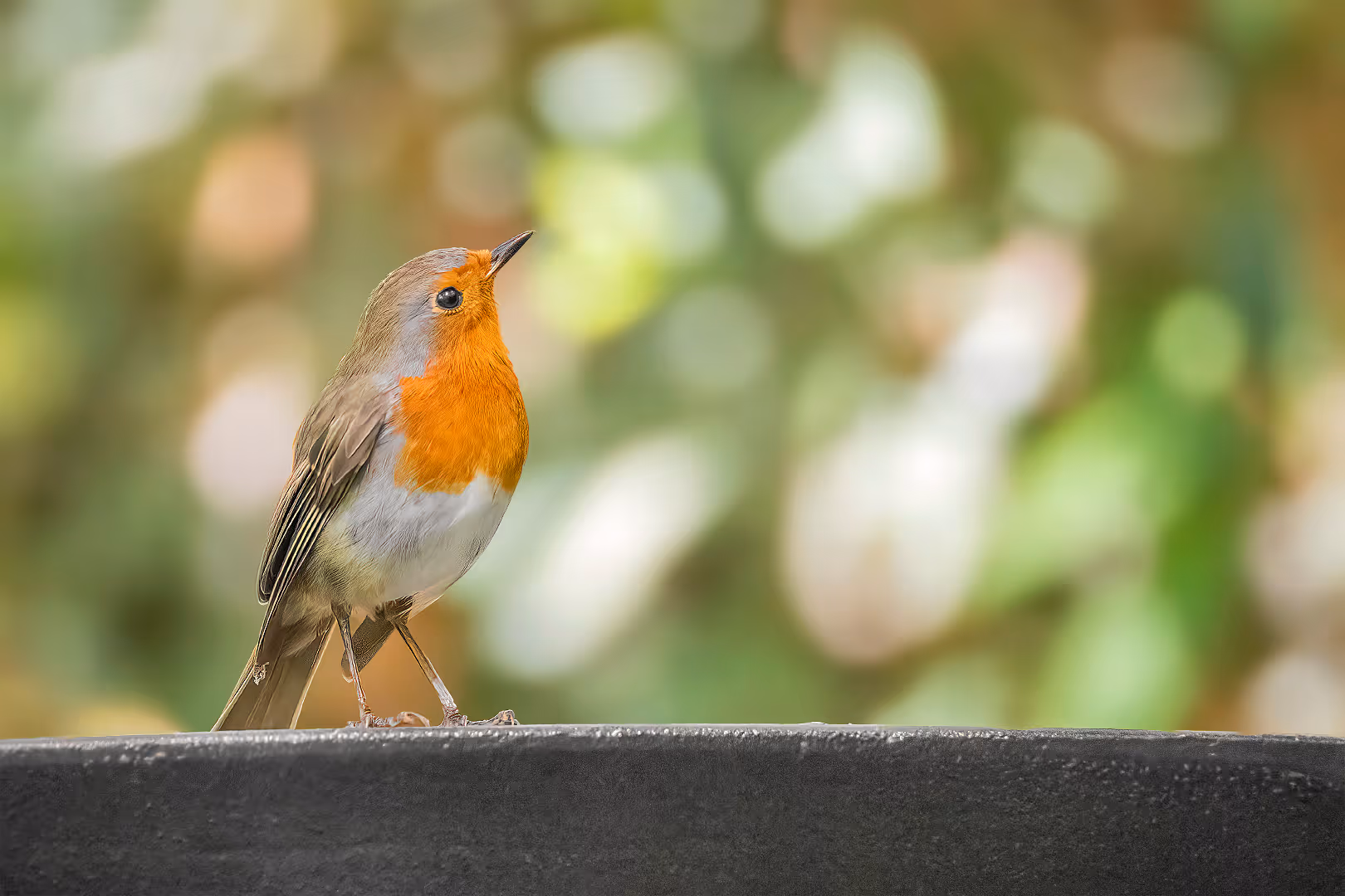 אדום חזה על ספסל
