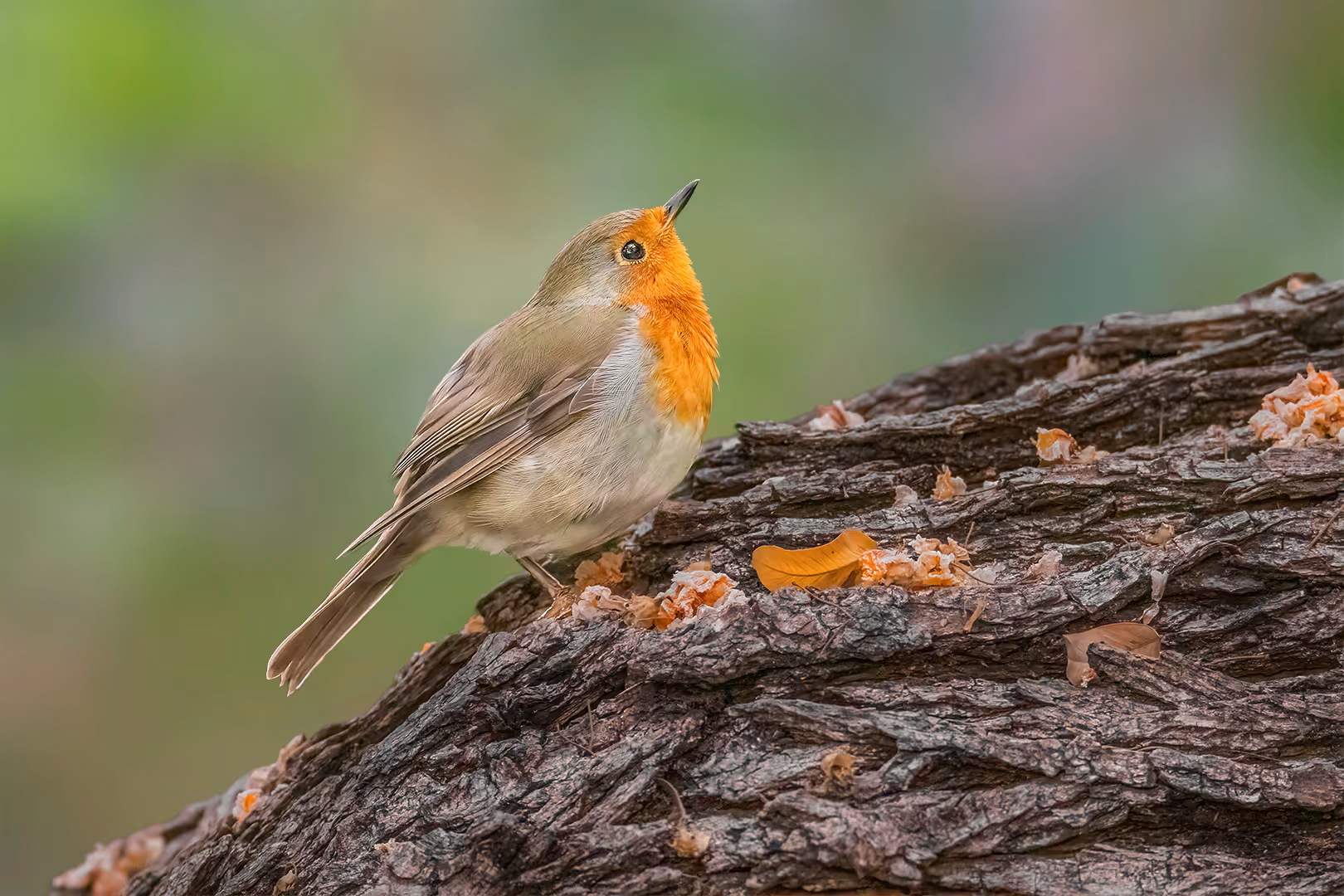 אדום חזה על עץ