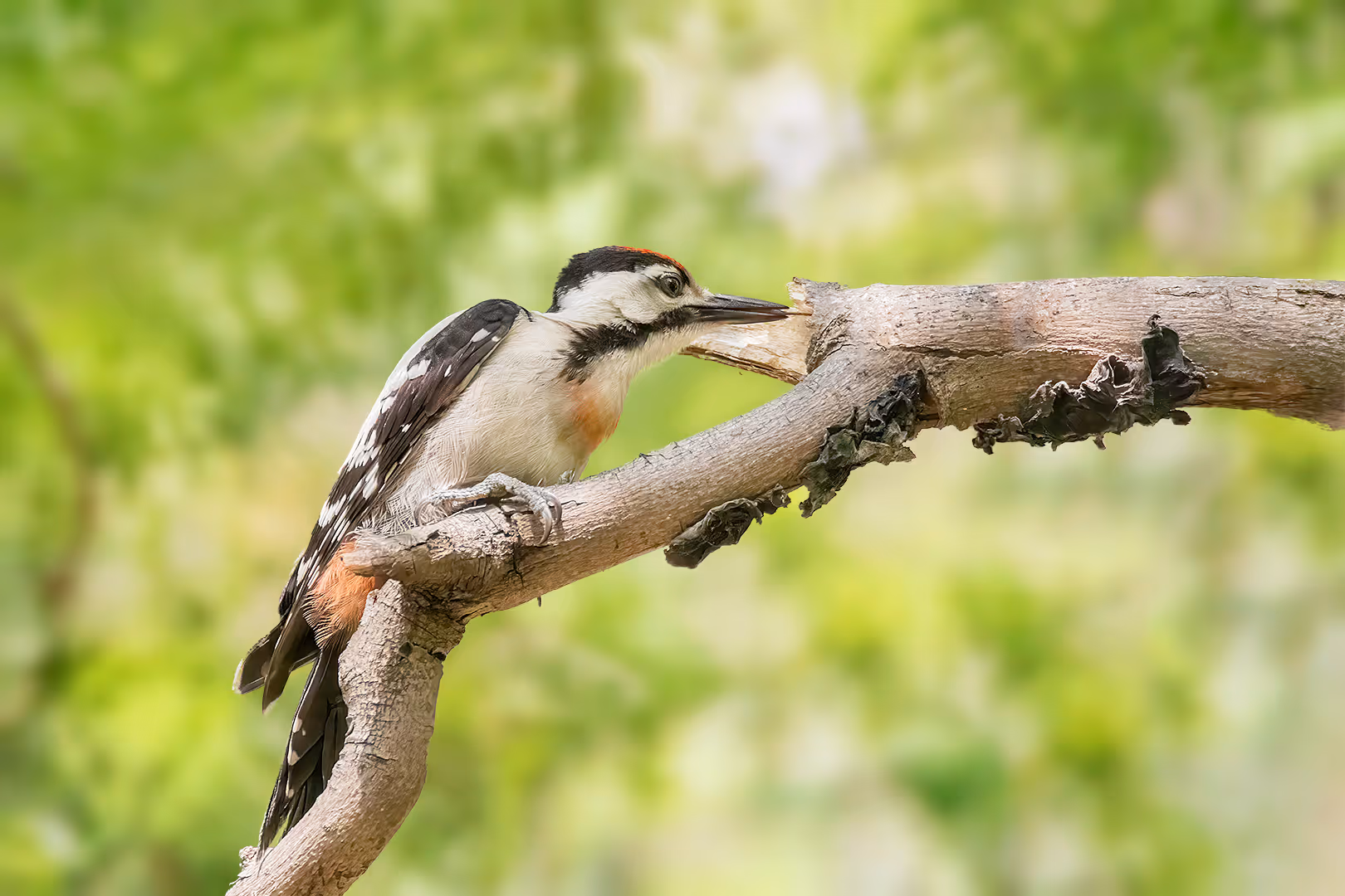 נקר סורי אוכל באמצעות הלשון