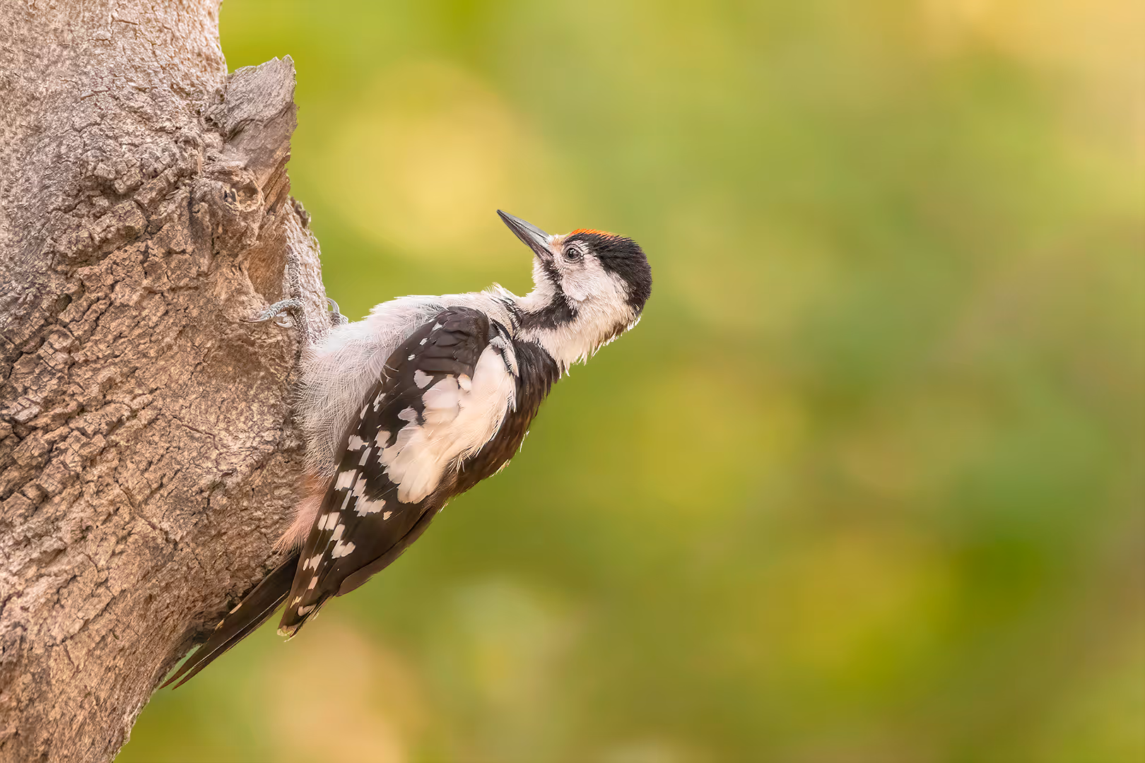 נקר סורי על עץ