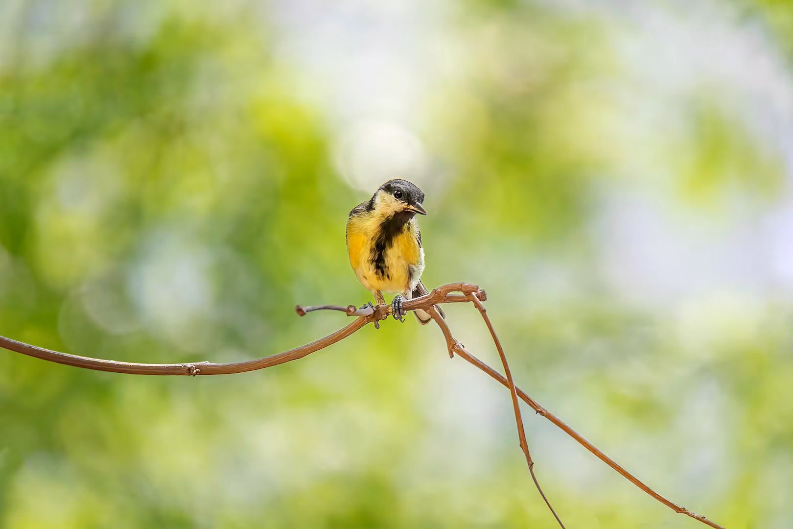 ירגזי מצוי על ענף