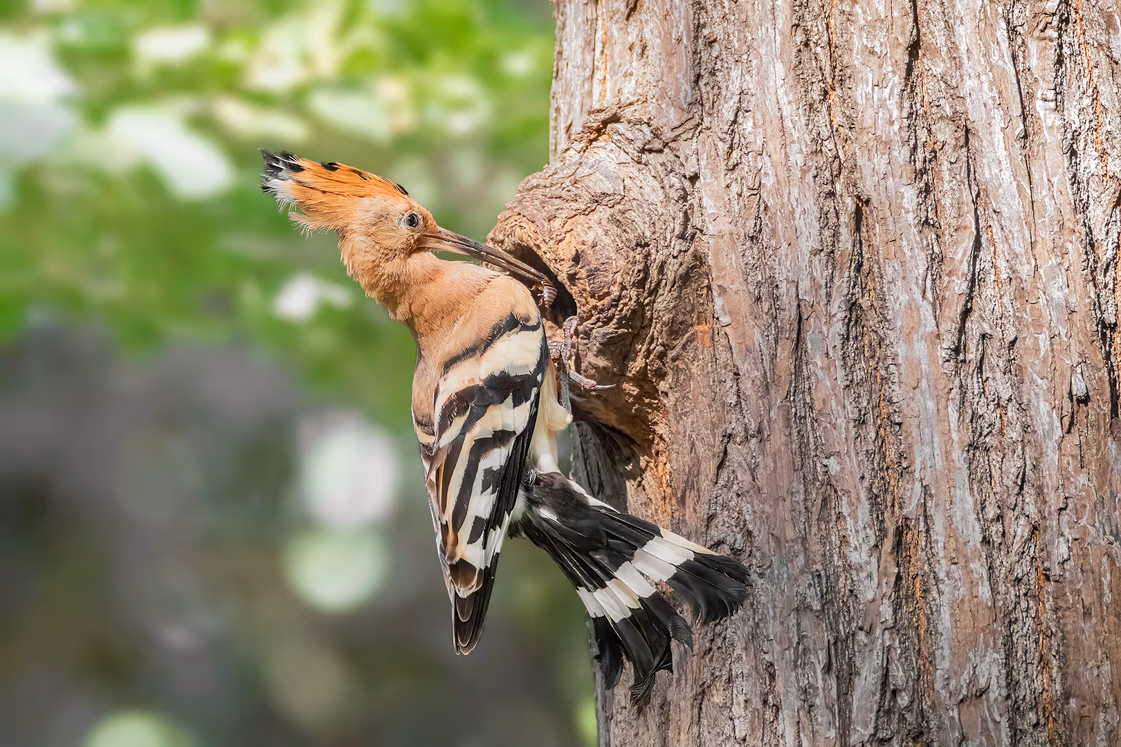 דוכיפת מביא חרק לקן
