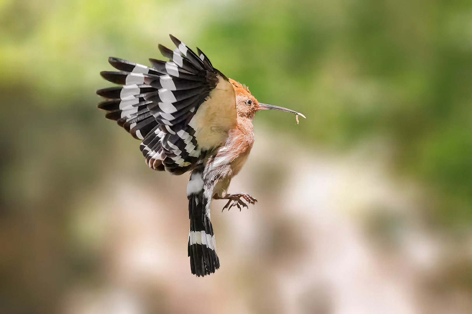 דוכיפת בתעופה עם תולעת במקור