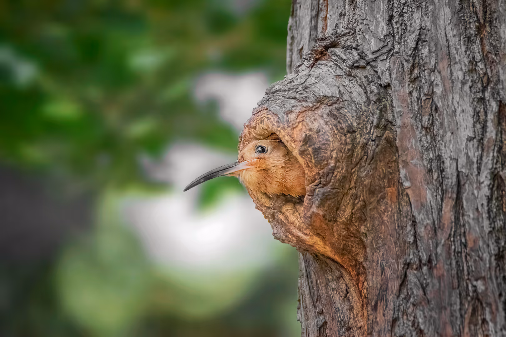 פרחון של דוכיפת מציץ מהקן