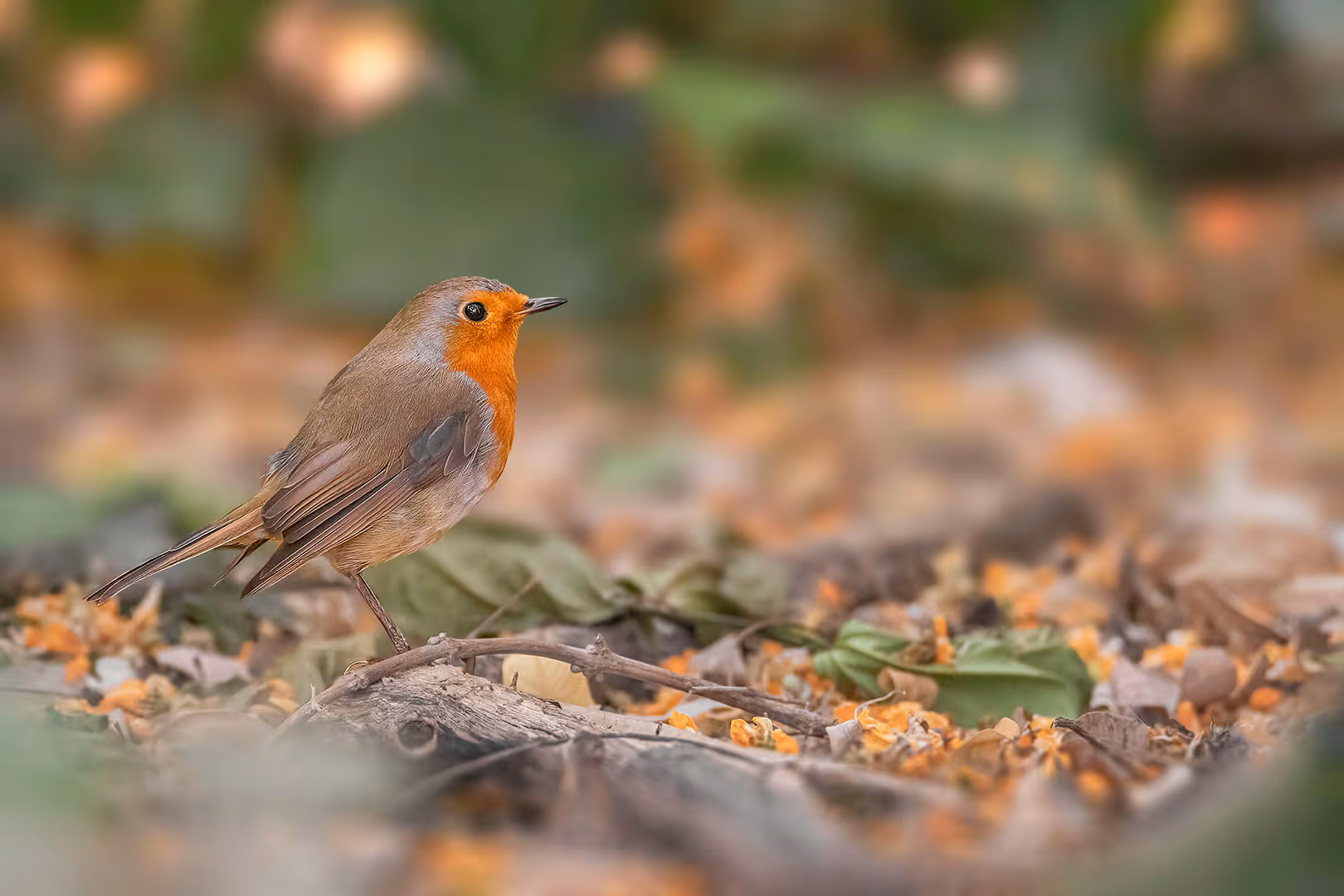 אדום חזה בפרופיל על הקרקע