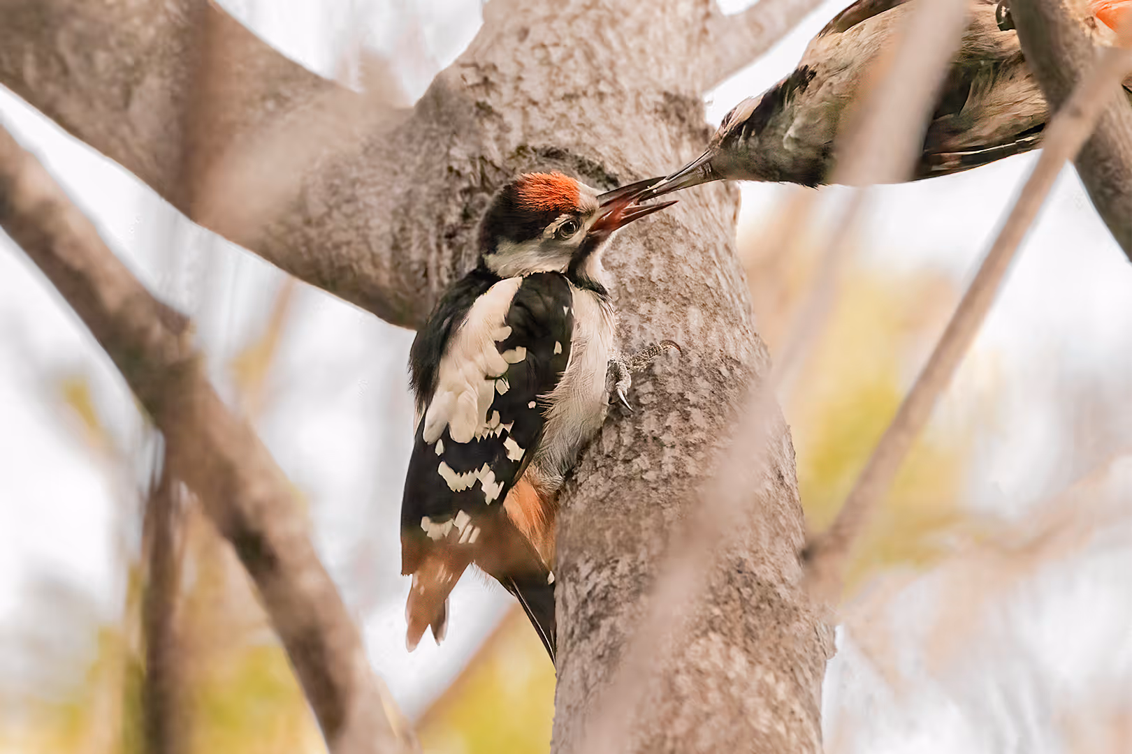 נקר סורי מאכיל פרחון