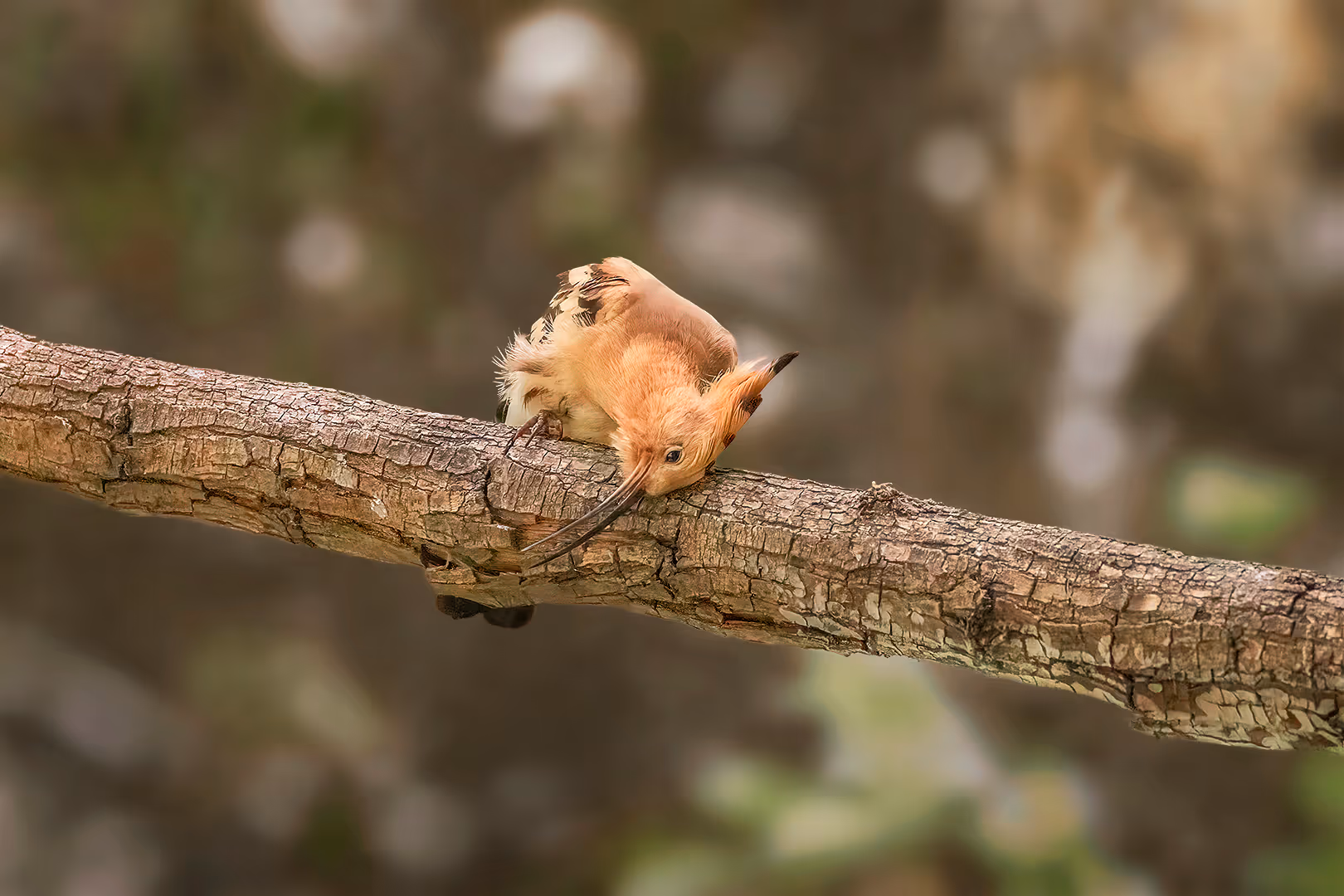 דוכיפת מתגרד על ענף