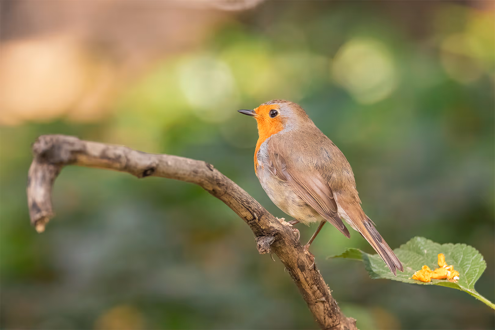 אדום חזה על ענף
