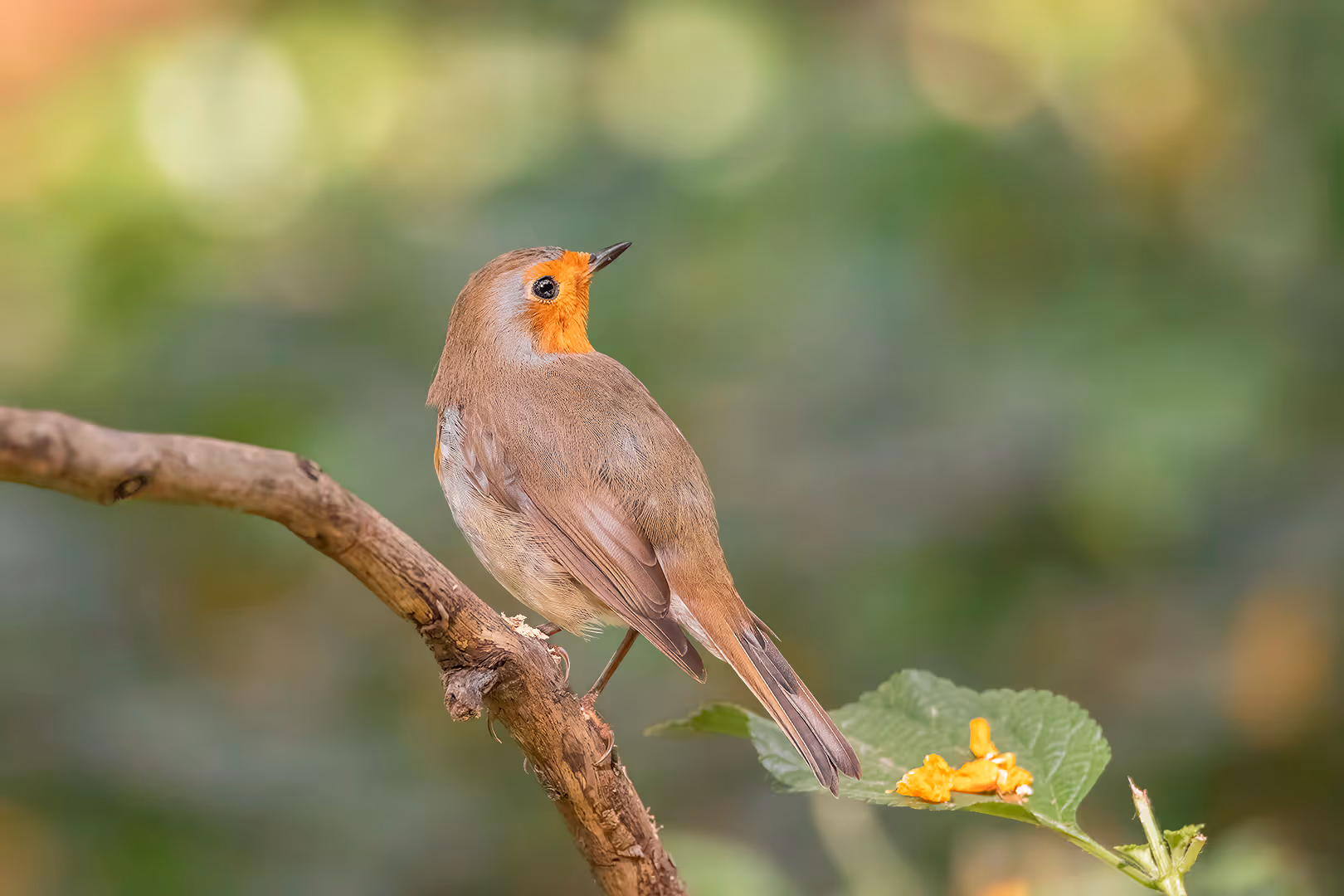 אדום חזה על ענף מביט לאחור
