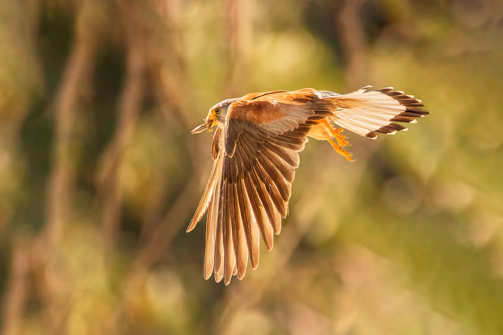 בז אדום בתעופה עם חרק 