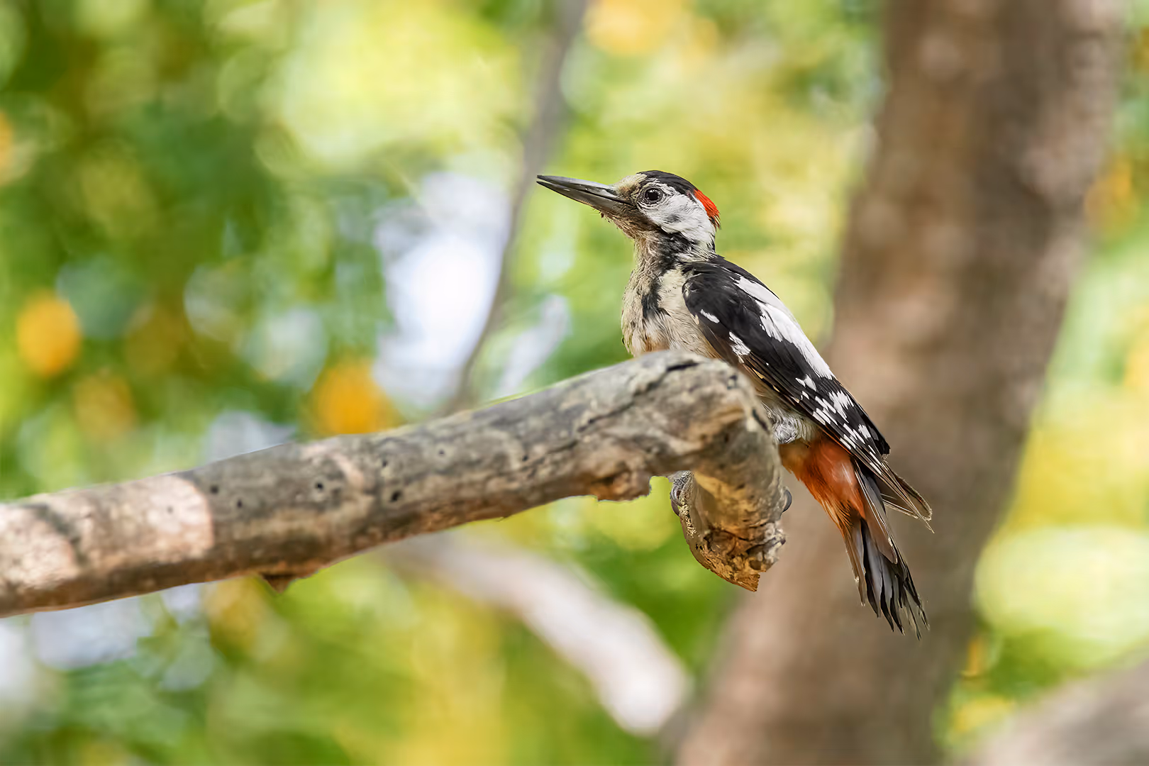 נקר סורי על ענף