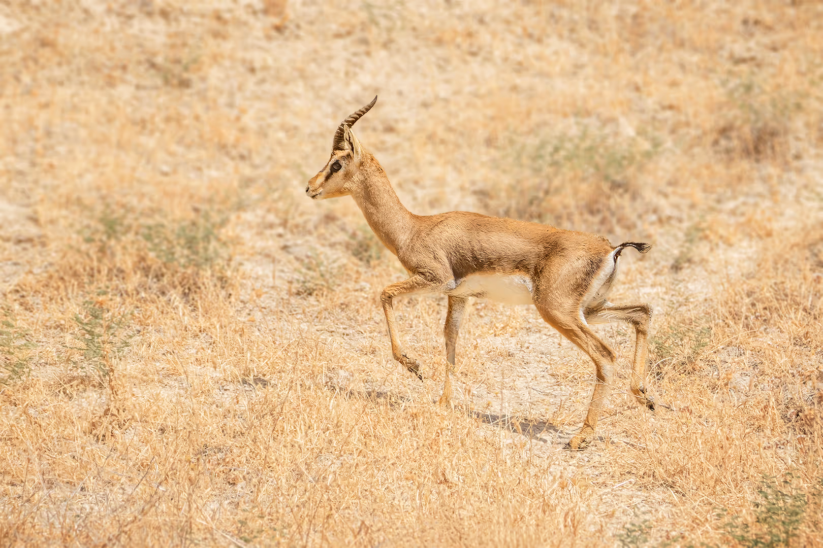 צבי ארץ ישראלי מטפס