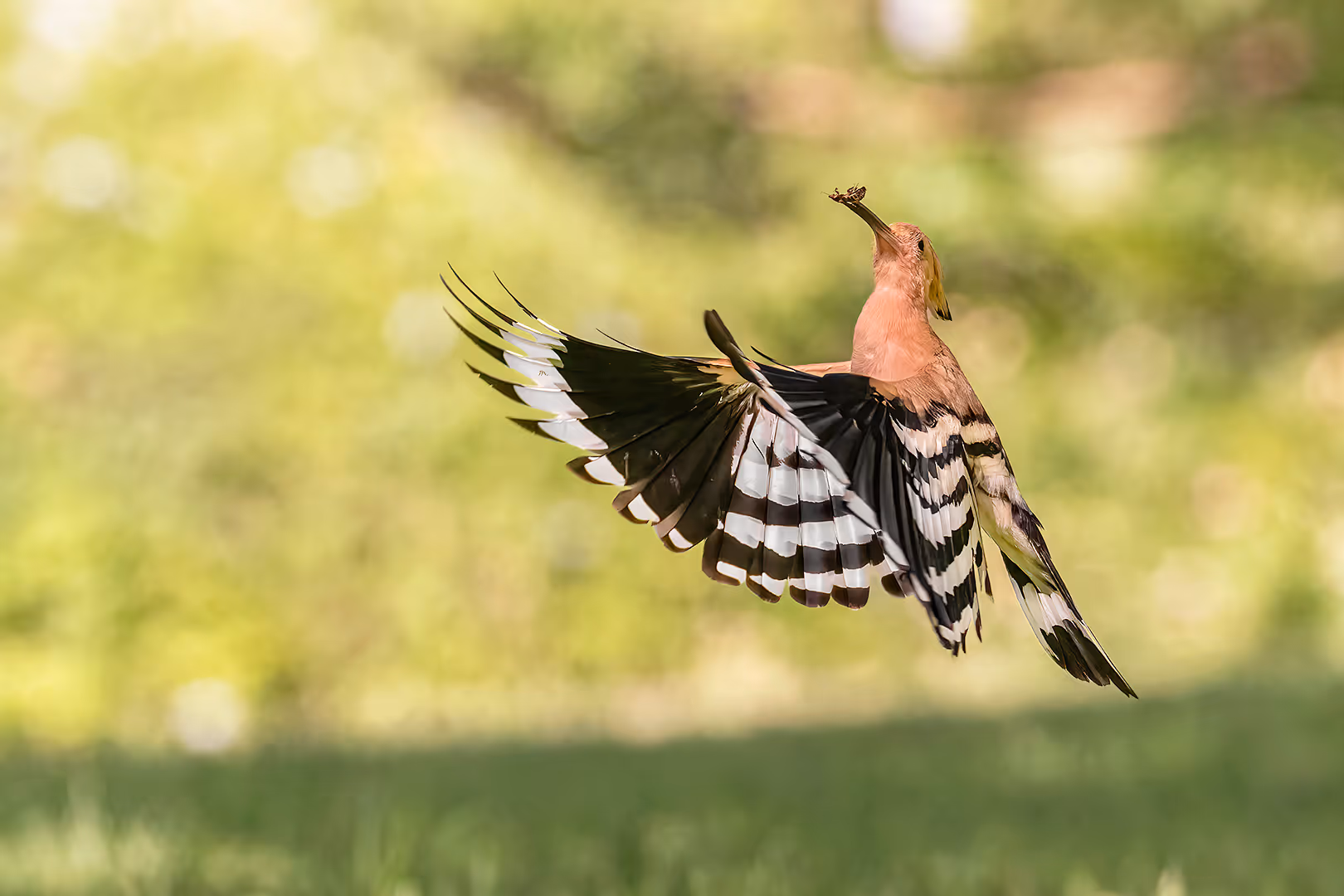דוכיפת עם חרק בתעופה