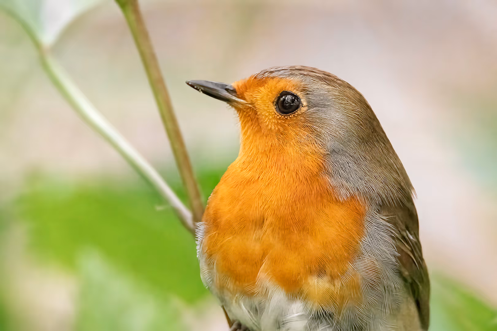אדום חזה על ענף בתקריב
