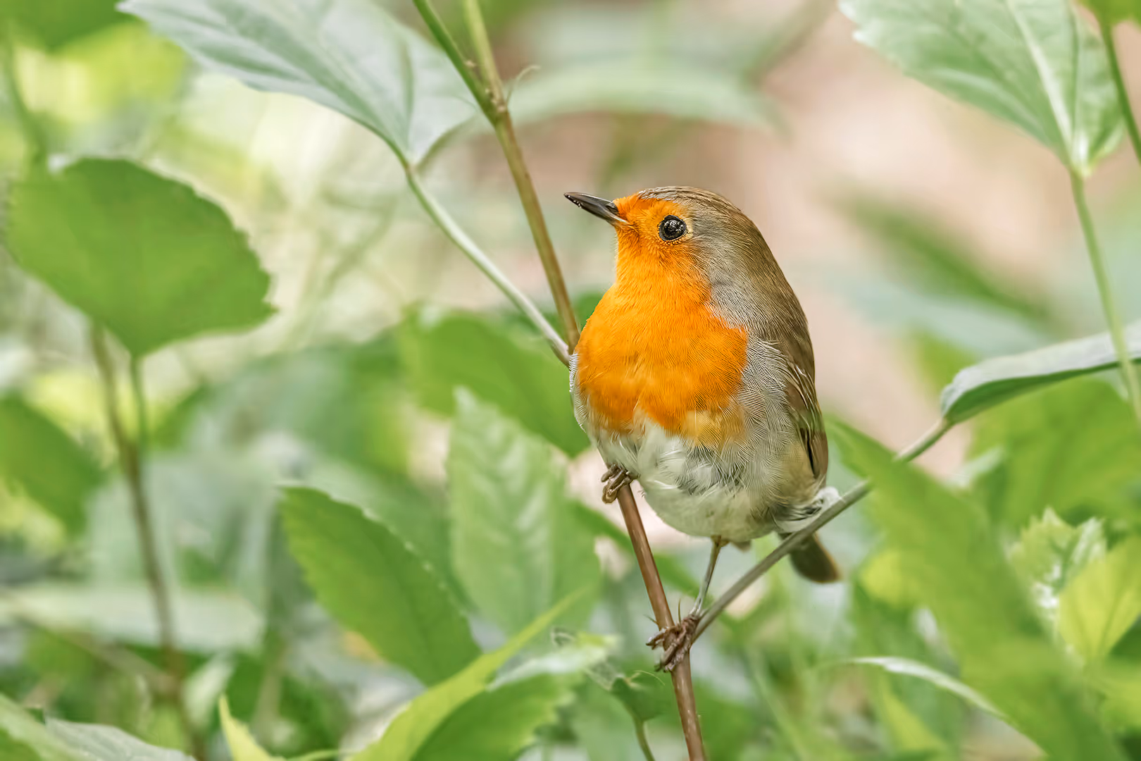 אדום חזה על ענף