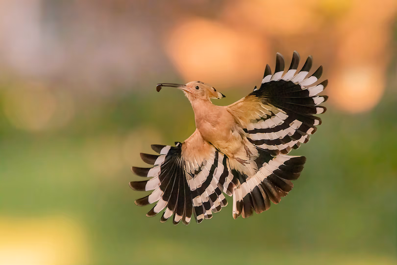 דוכיפת עם חרק בתעופה