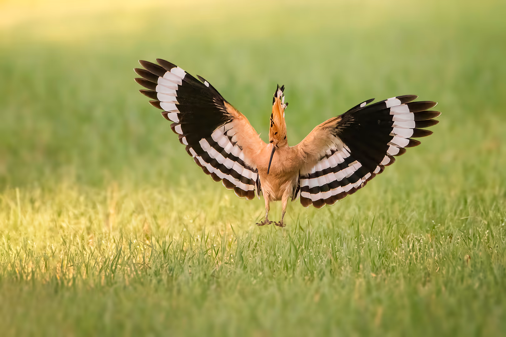 דוכיפת נוחת על הדשא