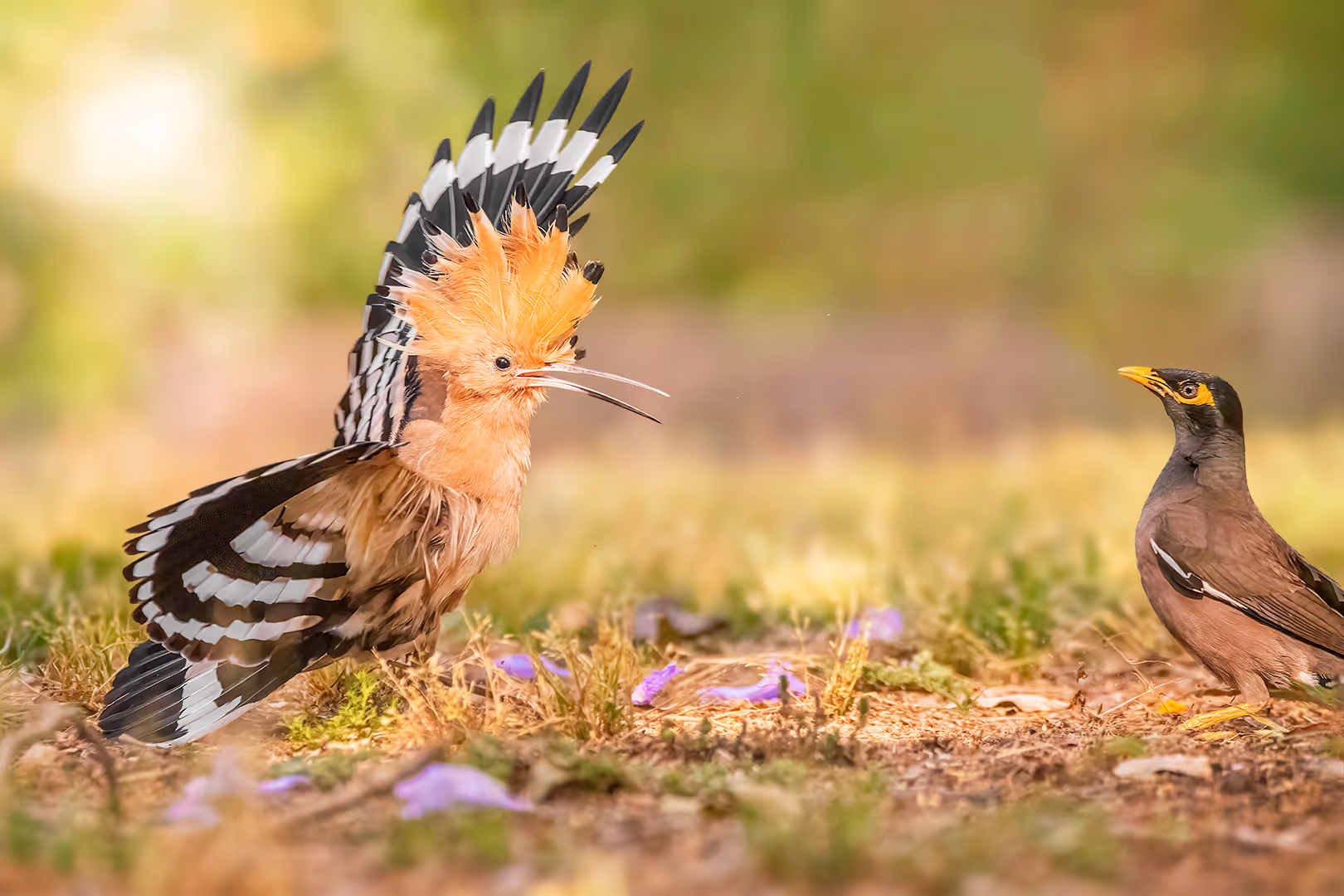 דוכיפת מאיים על מיינה הודית