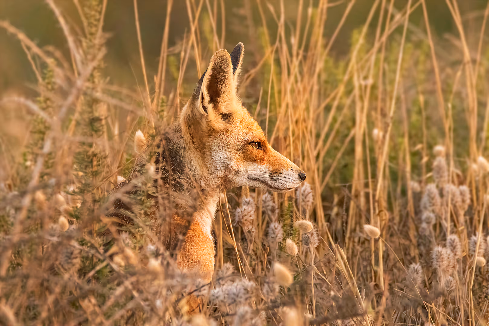שועל מצוי מביט בפרופיל בשדה 