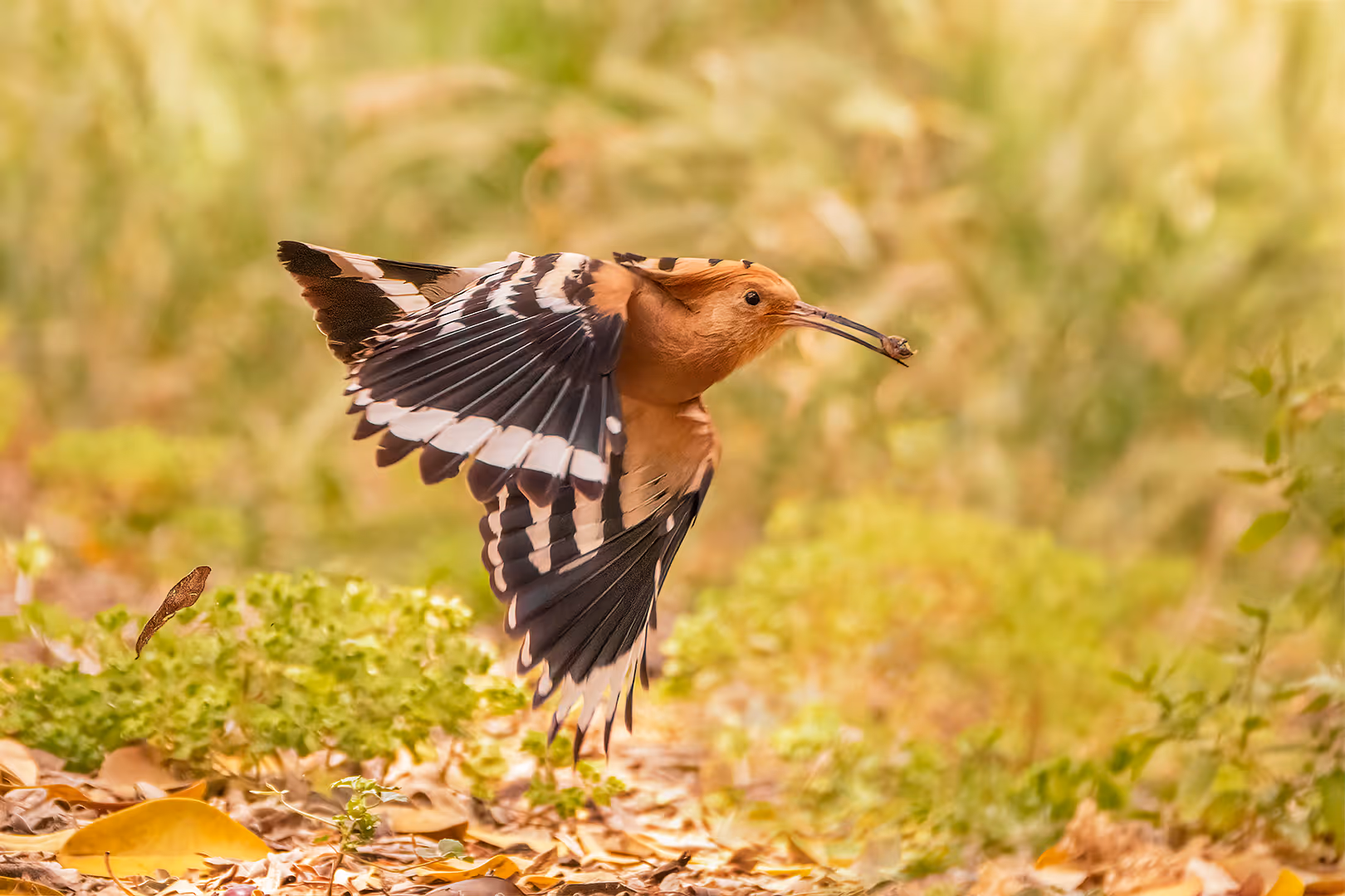 דוכיפת עם חרק בתעופה