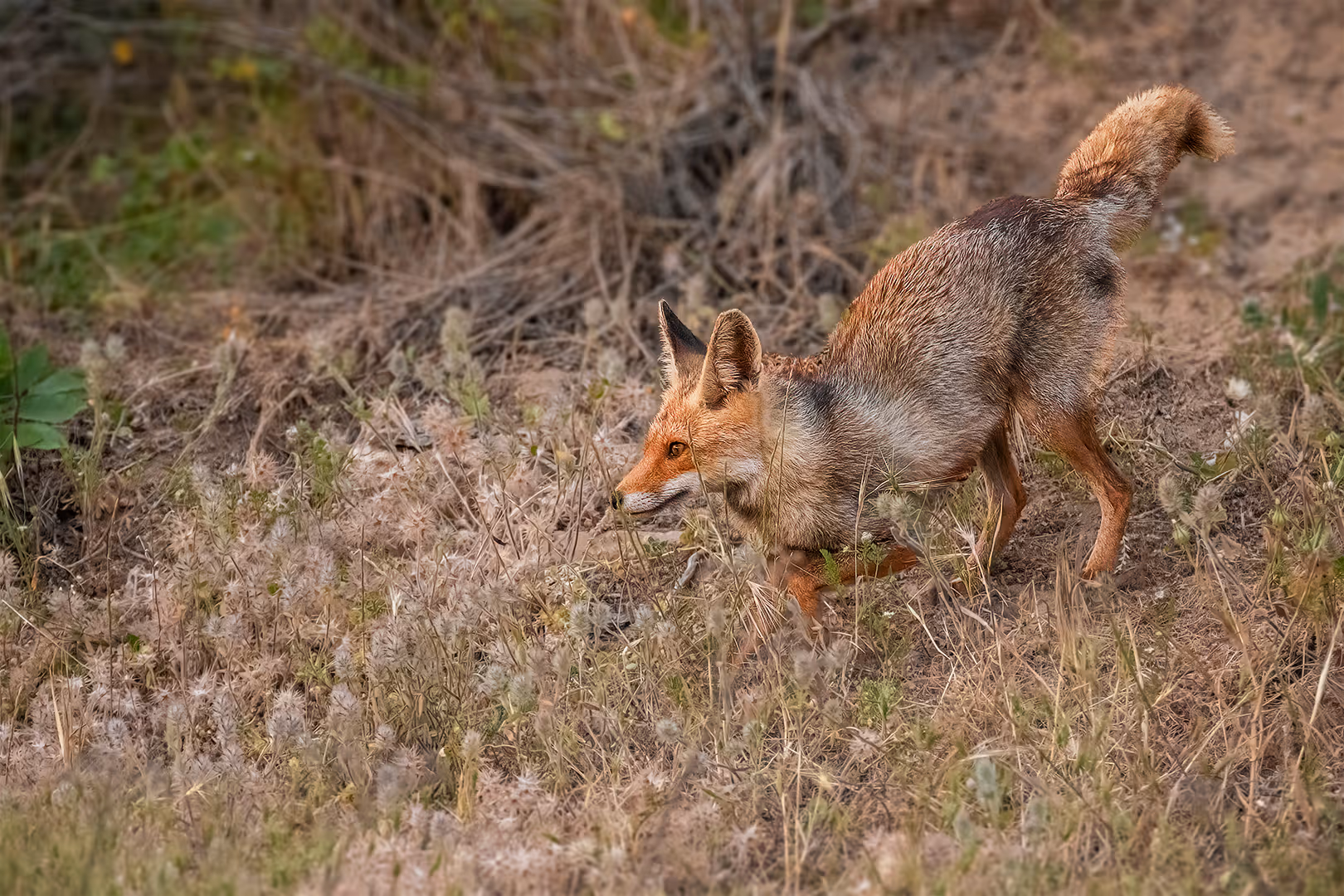 שועל מצוי מתגנב בשדה