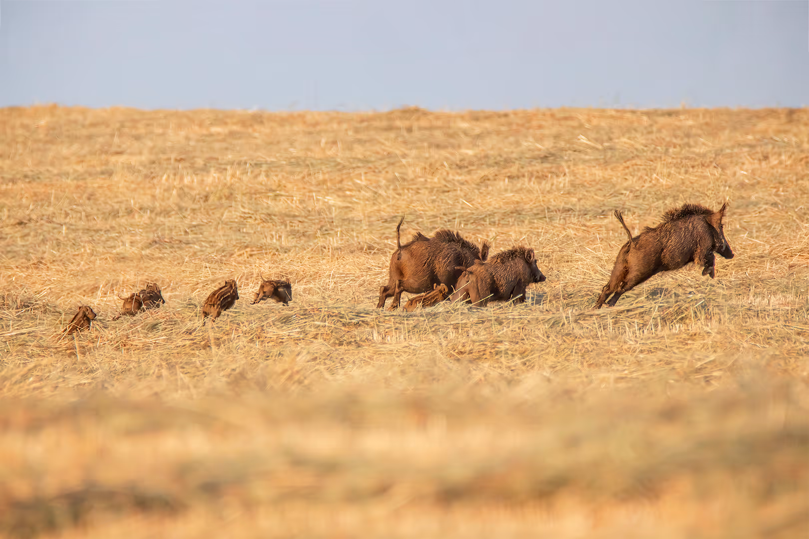 משפחה של חזירי בר רצים בשדה קצור
