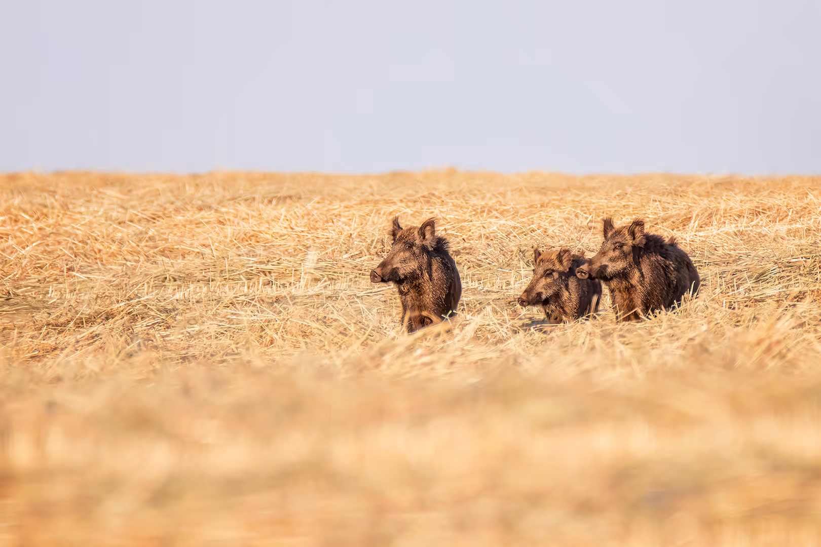משפחה של חזירי בר בשדה קצור 