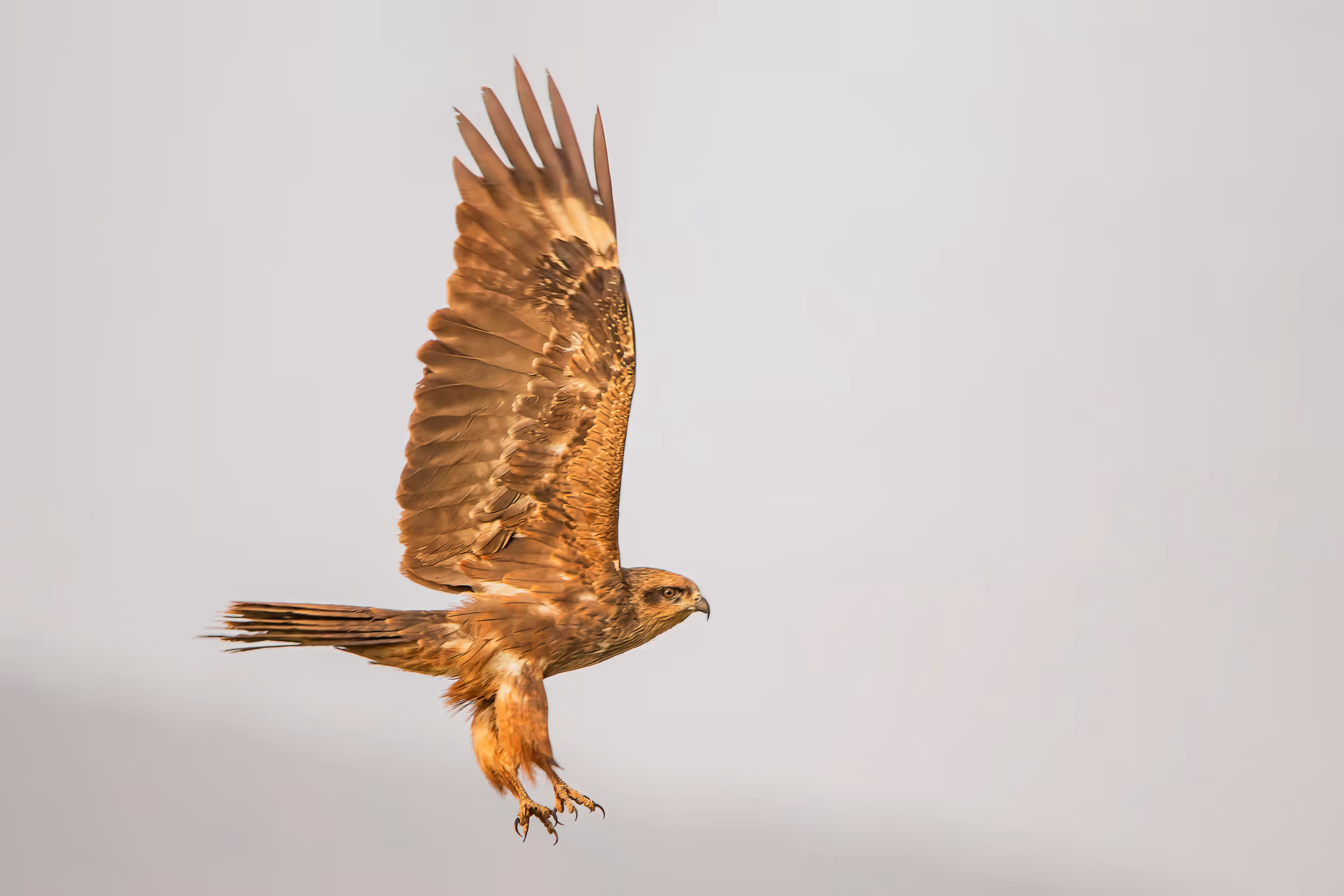 דיה שחורה בתעופה