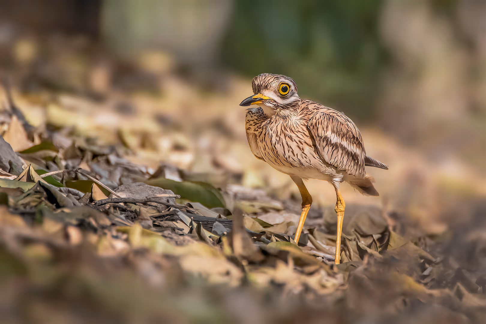 כרוון מצוי מביט בחשש