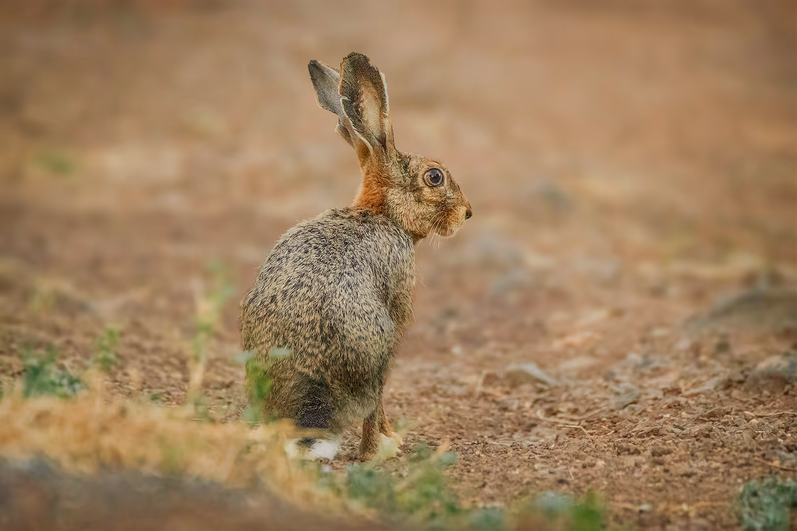 ארנבת מצויה מביטה בחשש 