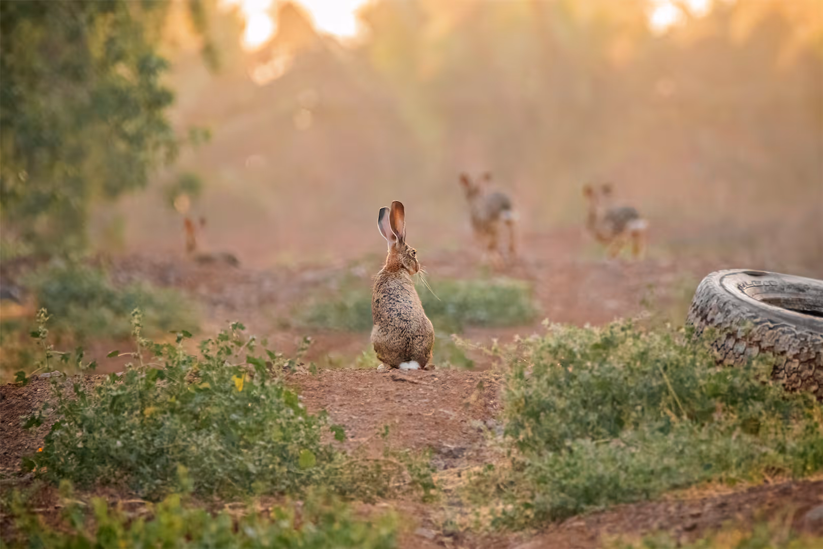 משפחת ארנבות מצויות בורחת בפרדס