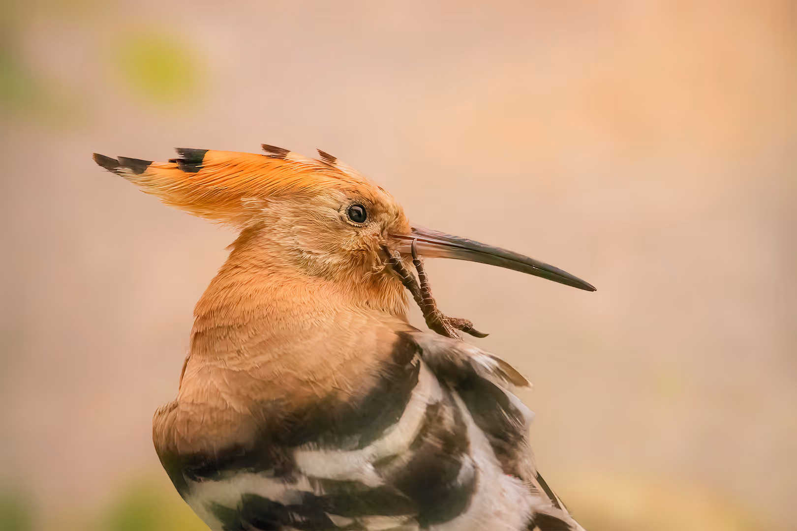דוכיפת חולקת סוד