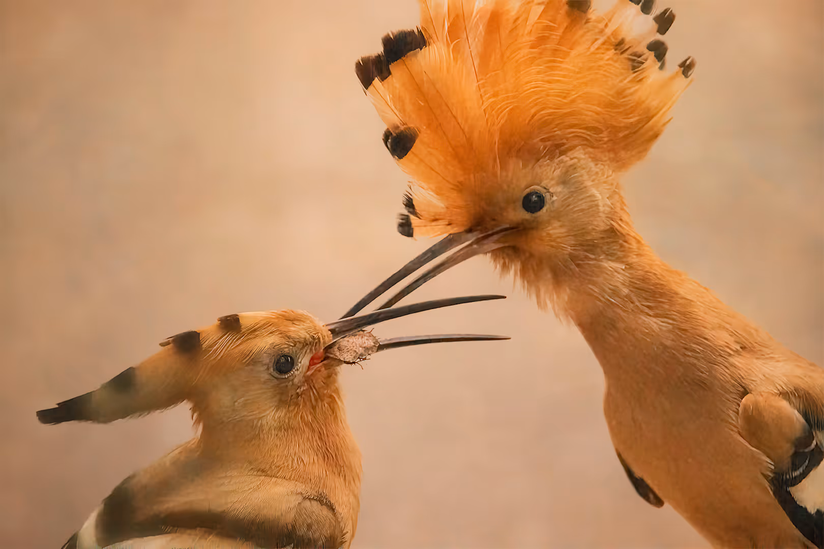 דוכיפת מאכילה פרחון בחרק