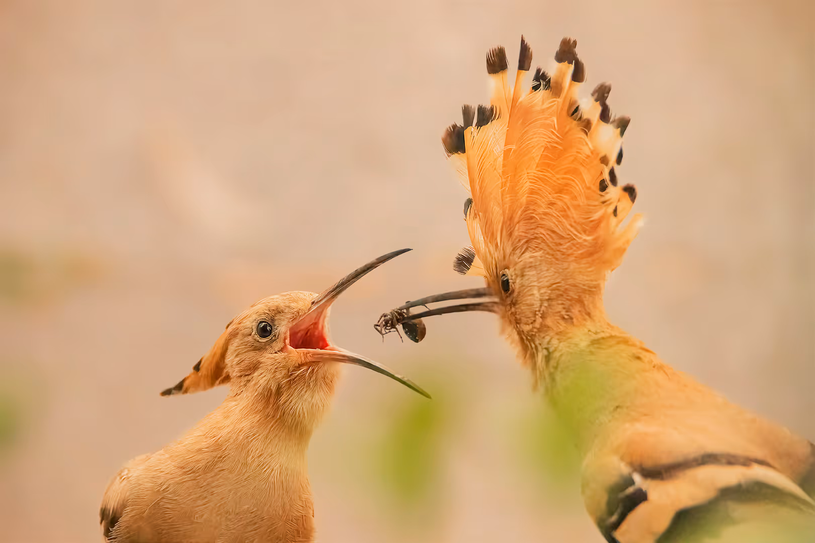 דוכיפת מאכילה פרחון בחרק