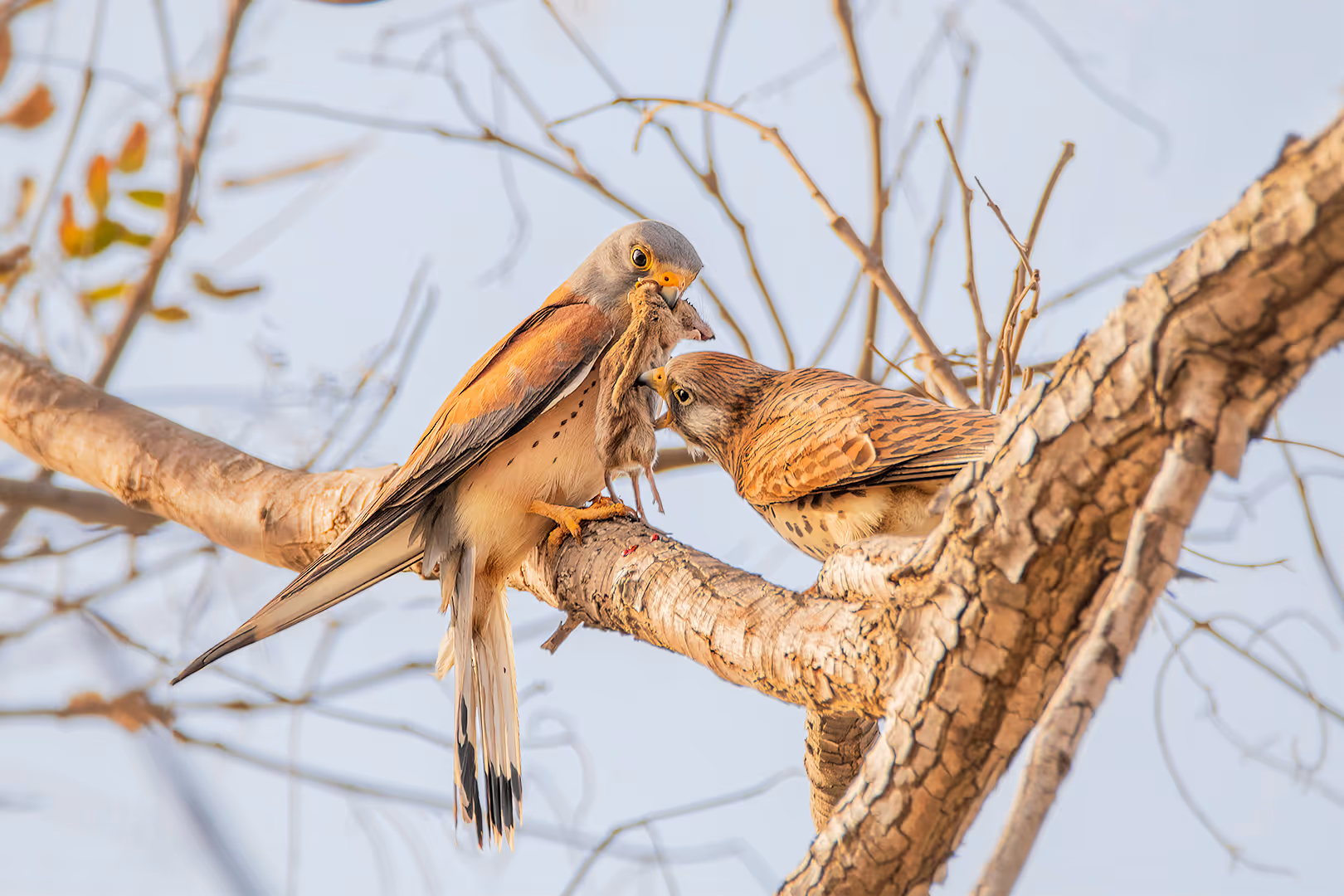 בז אדום מאכיל נקבה במכרסם