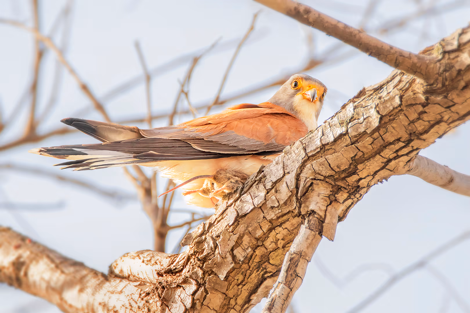 בז אדום עם מכרסם 