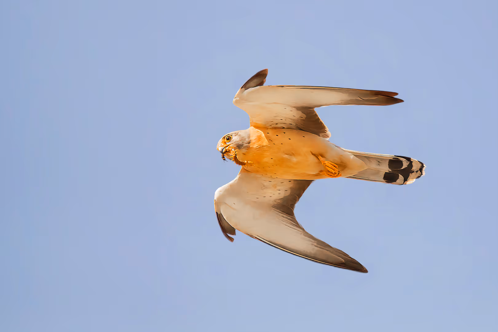 בז אדום בתעופה עם נדל