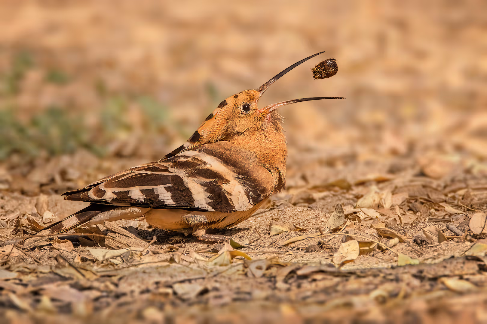 דוכיפת מקפיצה חרק