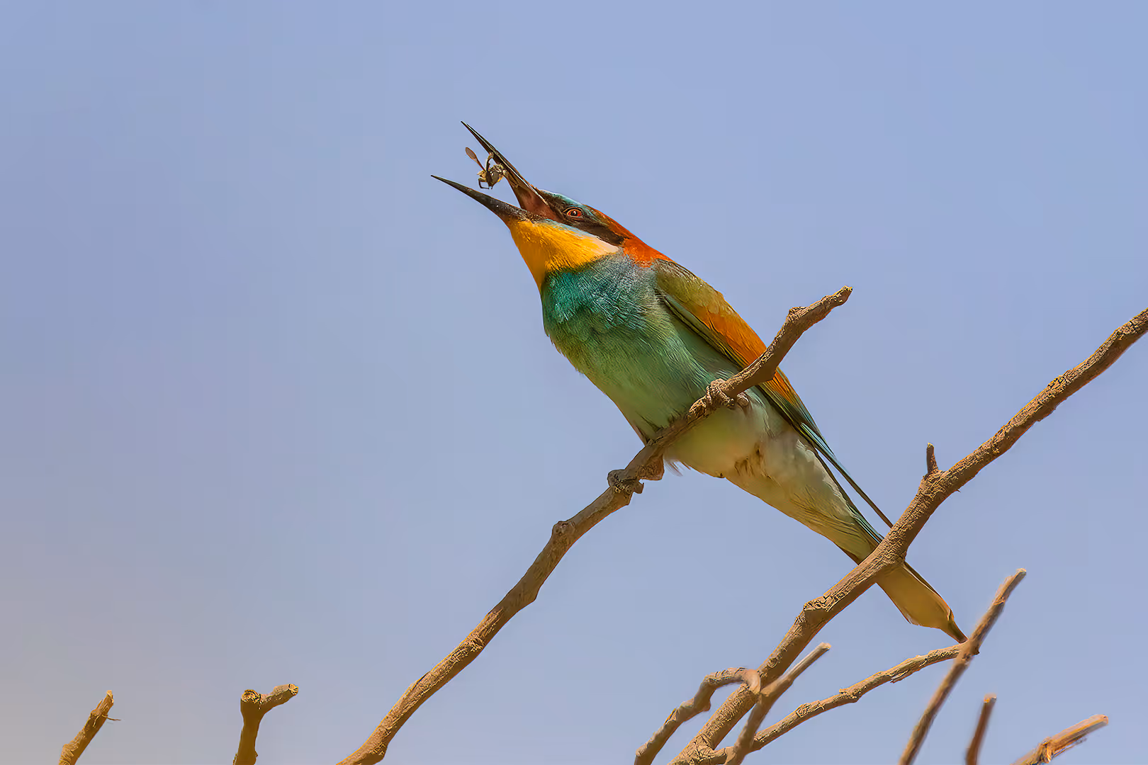 שרקרק מצוי מקפיץ דבורה